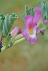 Harpagophytum zeyheri