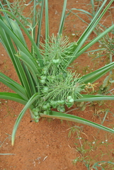 Albuca seineri