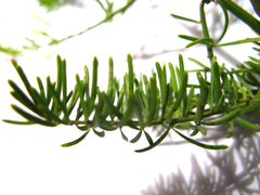 Asparagus crassicladus