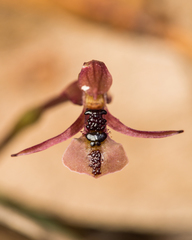 Chiloglottis formicifera