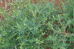 Chascanum