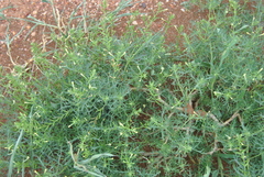 Chascanum