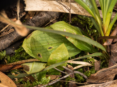 Chiloglottis formicifera