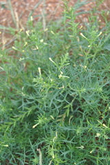 Chascanum