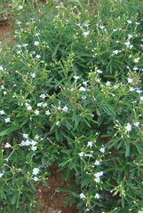 Clerodendrum ternatum