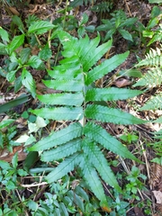 Dryopteris scottii