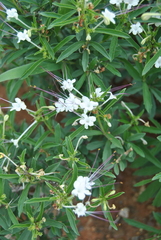 Clerodendrum ternatum