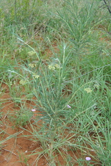 Gomphocarpus tomentosus tomentosus