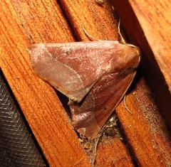 Drepanogynis cnephaeogramma