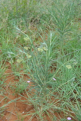 Gomphocarpus tomentosus tomentosus