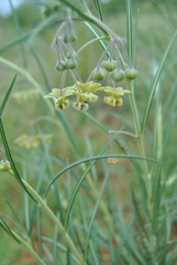 Gomphocarpus tomentosus tomentosus