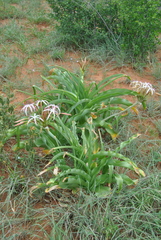 Crinum buphanoides