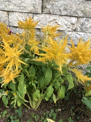 Celosia argentea plumosa