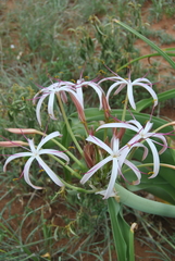 Crinum buphanoides
