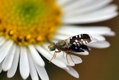 Spathulina acroleuca