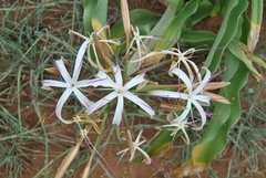 Crinum buphanoides