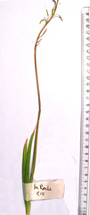 Bulbine succulenta
