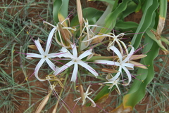 Crinum buphanoides