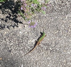 Podarcis ionicus