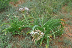 Crinum buphanoides
