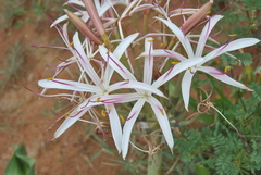 Crinum buphanoides