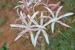 Crinum buphanoides