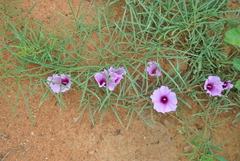 Ipomoea oenotherae oenotherae