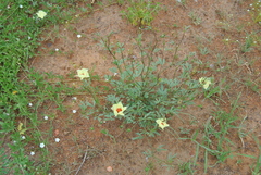 Cienfuegosia digitata