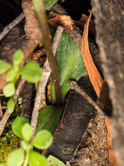 Chiloglottis formicifera