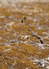 Pterostylis cheraphila