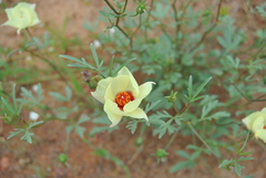 Cienfuegosia digitata