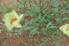 Cienfuegosia digitata