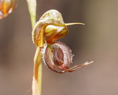 Pterostylis cheraphila