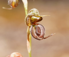 Pterostylis cheraphila