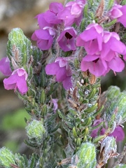 Erica nervata