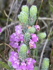 Erica nervata