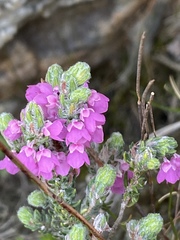Erica nervata