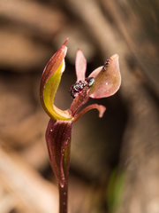 Chiloglottis formicifera