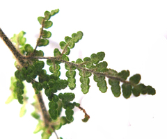 Cheilanthes hirta hirta