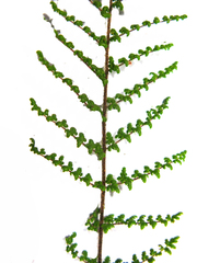 Cheilanthes hirta hirta