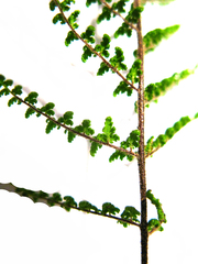 Cheilanthes hirta hirta