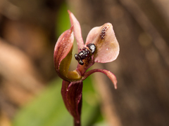 Chiloglottis formicifera