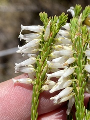 Erica albens longiflora