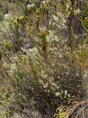 Erica albens longiflora