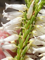 Erica albens longiflora