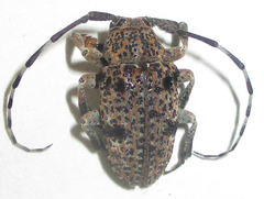 Dichostates lignarius