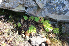 Drymocallis rupestris