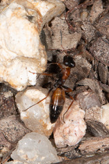 Opisthopsis picta