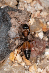 Opisthopsis picta