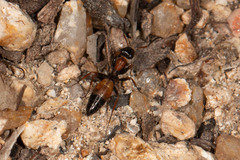 Opisthopsis picta